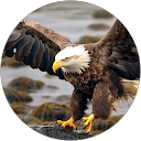 Prashant A. profile picture